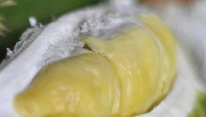 Owoc duriana