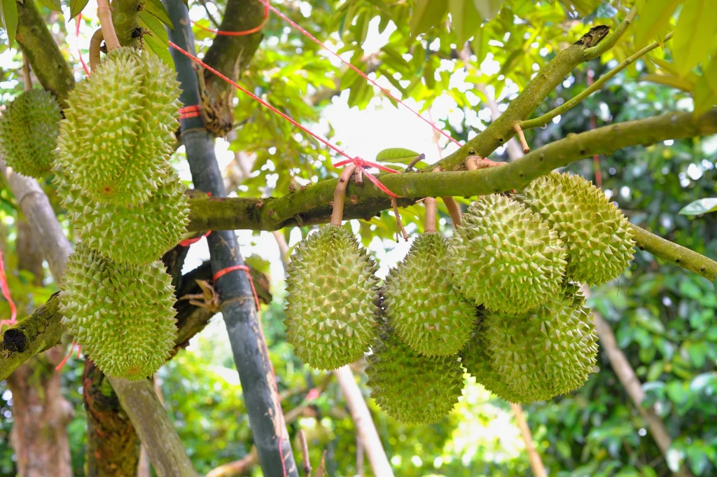 Owoce duriana na gałęzi rosnące na tajskiej uprawie. Widać linki podtrzymujące gałąź obciążoną owocami.