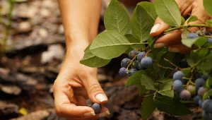Twoje borówki amerykańskie będą najładniejsze w okolicy. Musisz tylko pamiętać o tych zasadach