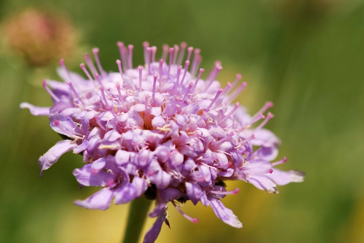 Zaproś świerzbnicę do ogrodu (fot. Grigorios Moraitis) Zaproś świerzbnicę do ogrodu (fot. Grigorios Moraitis)