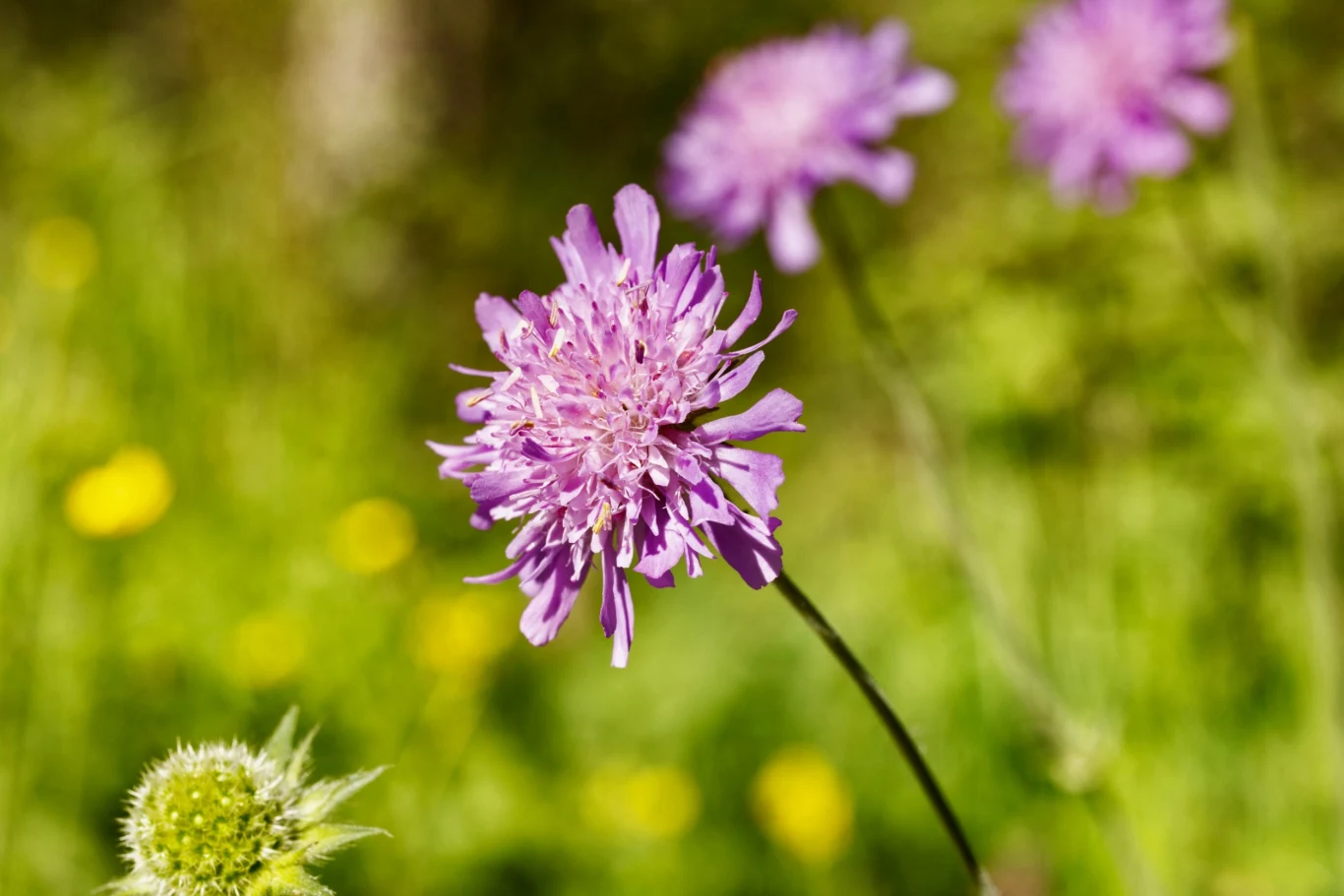 Na swojej działce stworzysz wrażenie sielskiego, wiejskiego ogrodu Na swojej działce stworzysz wrażenie sielskiego, wiejskiego ogrodu