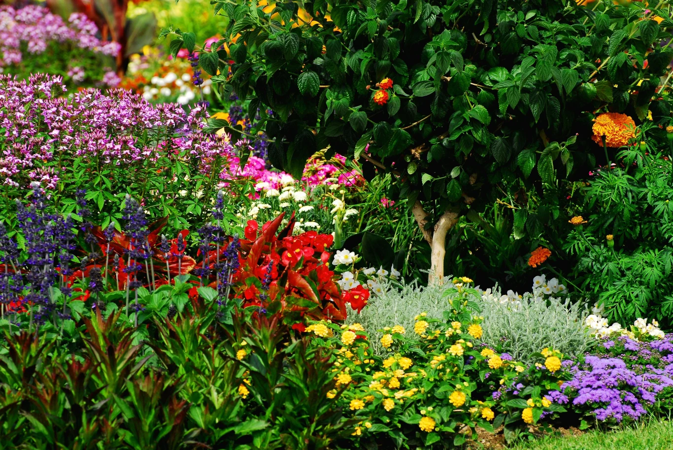 Hortensje, begonie czy oleandry to rośliny, które źle znoszą letnie cięcie. Przed przystąpieniem do zabiegu pielęgnacyjnego, jakim jest letnie cięcie, warto zapoznać się ze specyfiką każdej z roślin w swoim ogrodzie.