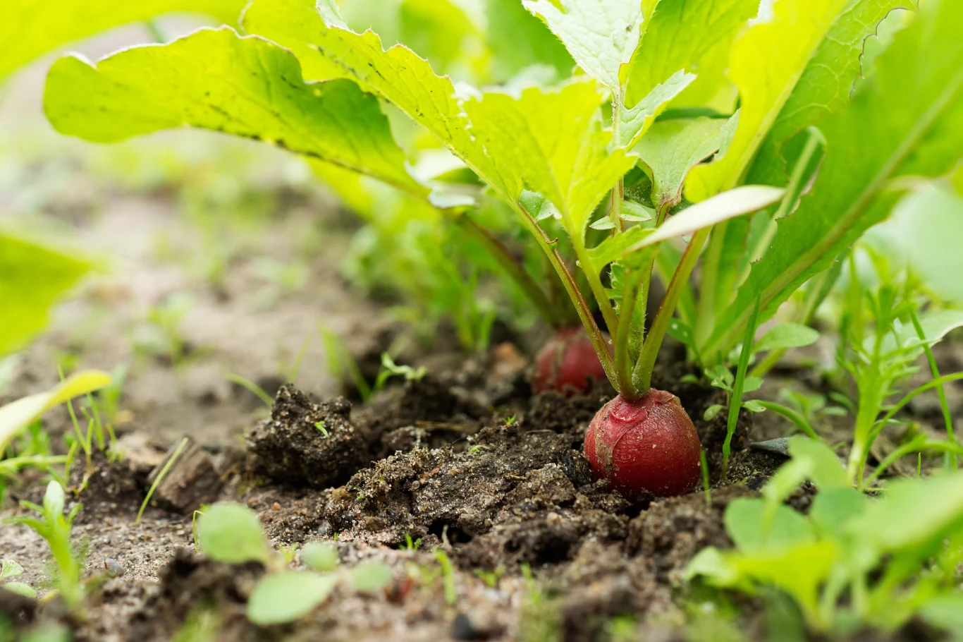 Plony rzodkiewki zbierzemy już po kilku tygodniach od momentu wysiania nasion.