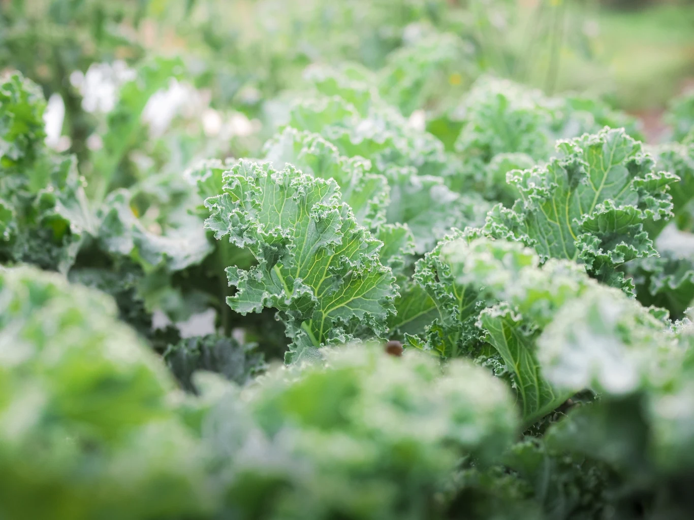 W przypadku jarmużu można przeprowadzić zbiór jesienny, a nawet zimowy. 