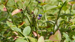 Liście borówek usychają? Poznaj przyczynę i działaj szybko