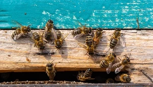 Polski rolnik otruł 7,5 mln pszczół. Dostał wyrok w zawieszeniu