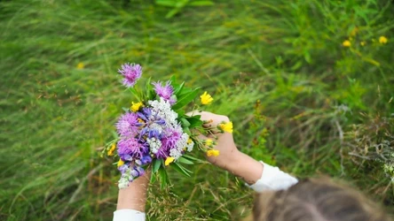 Podczas spaceru zbierz czerwoną koniczynę i zasusz ją. Zdziwisz się, jak wiele właściwości niesie ze sobą ta roślina.
