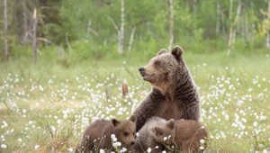 Słowacy zabili w ciągu kilku miesięcy 37 niedźwiedzi