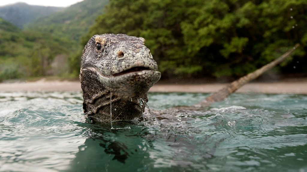 Warany z Komodo potrafią ważyć 80 kg i mierzyć 3 metry długości. Żywią się m.in. końmi i wołami. Jakby tego było mało, teraz na ich ostrych jak piły zębach wykryto metal