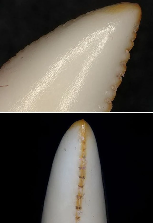 Zęby warana z Komodo otacza pomarańczowa krawędź. To nie próchnica, a dowód na występowanie w tym miejscu warstwy żelaza Zęby warana z Komodo otacza pomarańczowa krawędź. To nie próchnica, a dowód na występowanie w tym miejscu warstwy żelaza