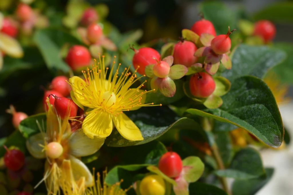 Dziurawiec ozdobny (Hypericum × inodorum)