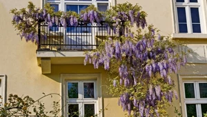 Oto 5 najpiękniejszych pnączy na balkon. Posadź i ciesz się zasłoną pełną kwiatów