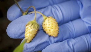 Większość osób myśli, że są niedojrzałe. Smakują obłędnie i są pełne witamin