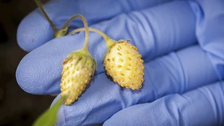 Białe poziomki można jeść. Są słodkie, smaczne i pełne witamin