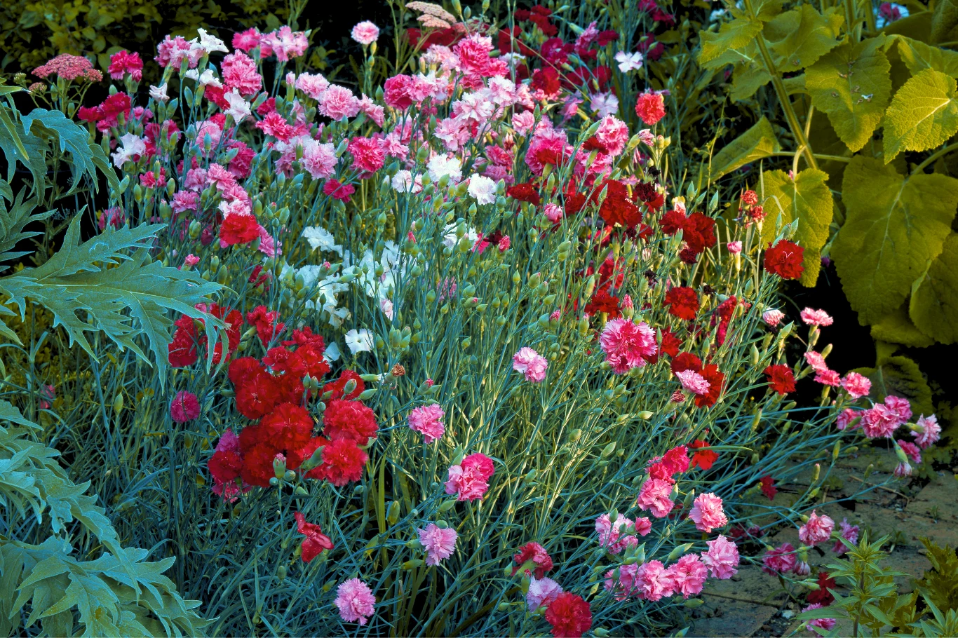 Jak dbać o goździki? Przy odpowiedniej pielęgnacji mogą kwitnąć nawet do późnej jesieni.