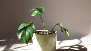 Ostre słońce poparzyło liście roślin doniczkowych? Sprawdź, jak im pomóc 