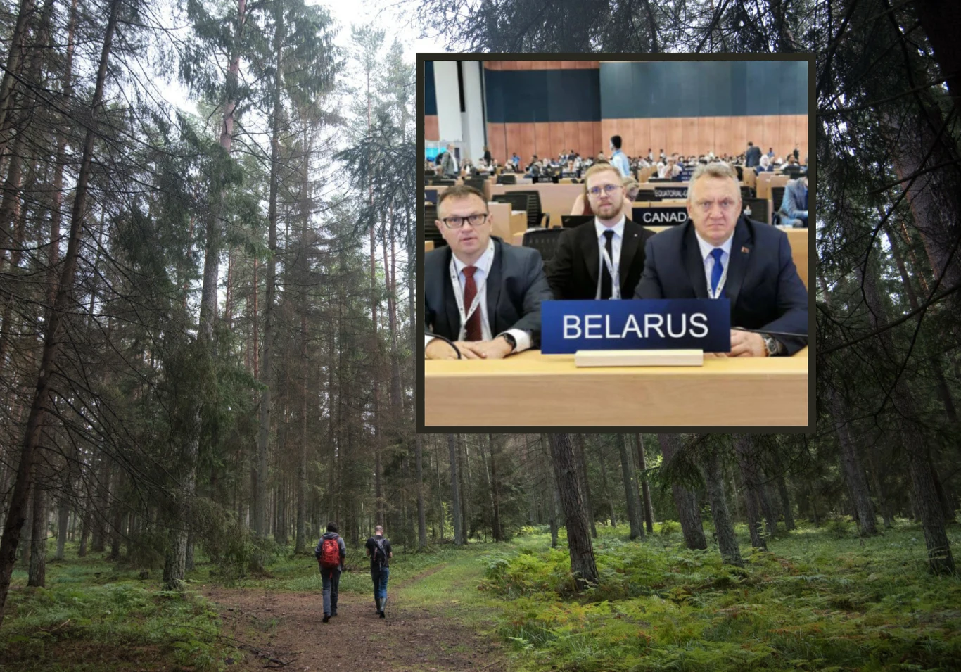 Białoruska delegacja poskarżyła się na Polskę w sprawie Puszczy Białowieskiej Białoruska delegacja poskarżyła się na Polskę w sprawie Puszczy Białowieskiej