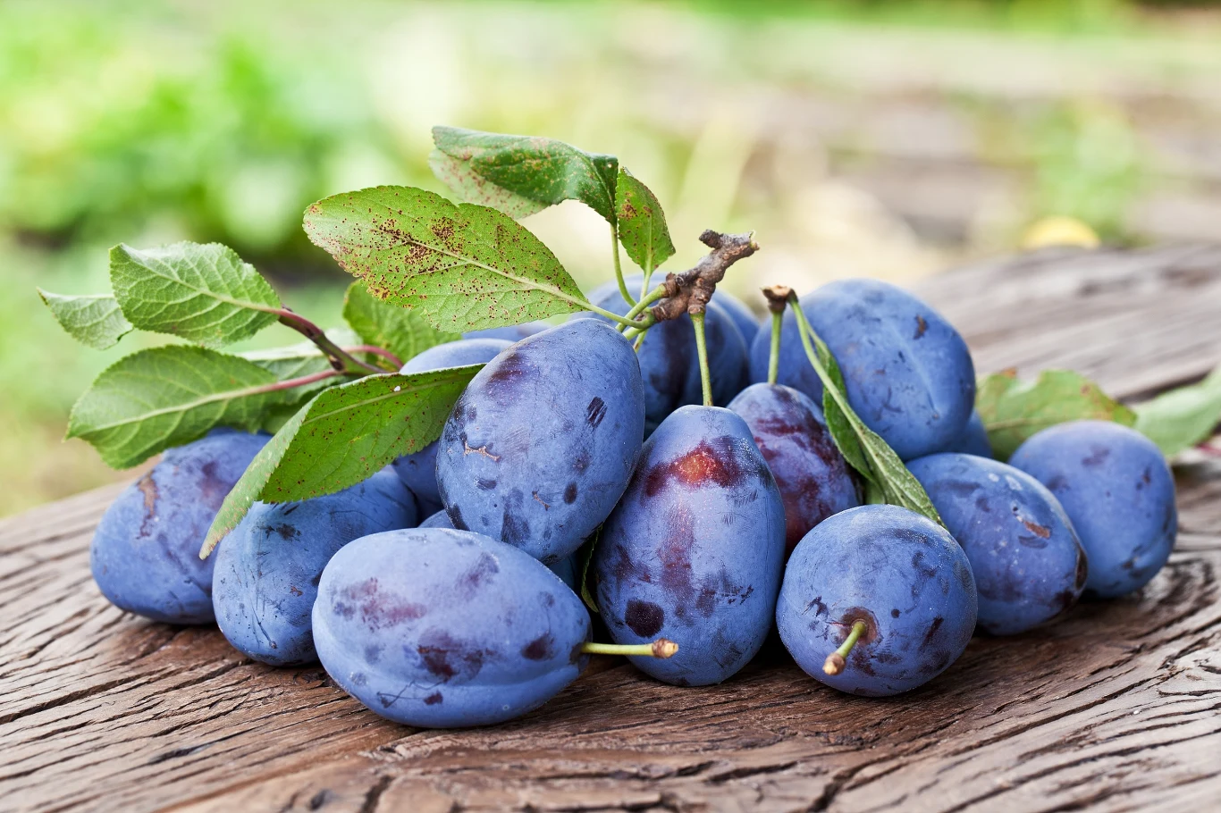 Śliwki mają wiele cennych wartości odżywczych. Śliwki mają wiele cennych wartości odżywczych.