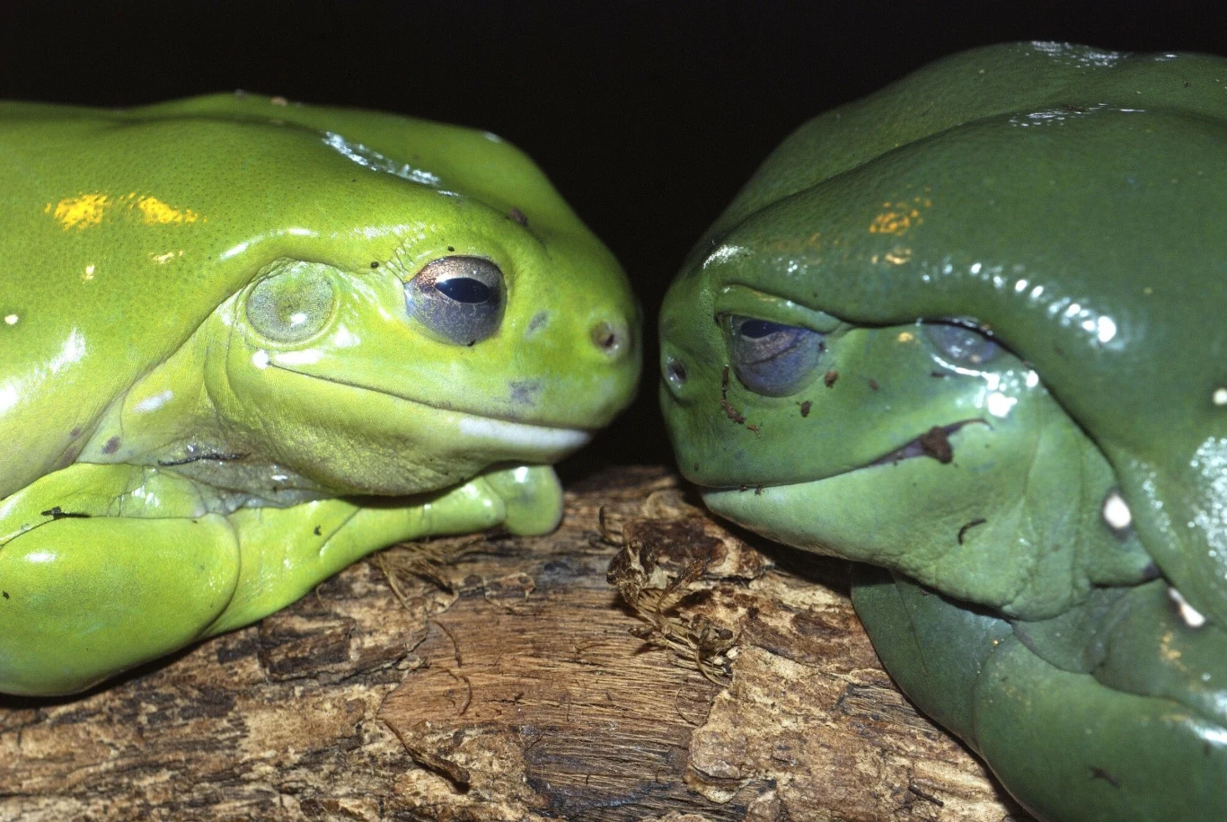 Litoria splendida - żaba o wyglądzie nie do podrobienia