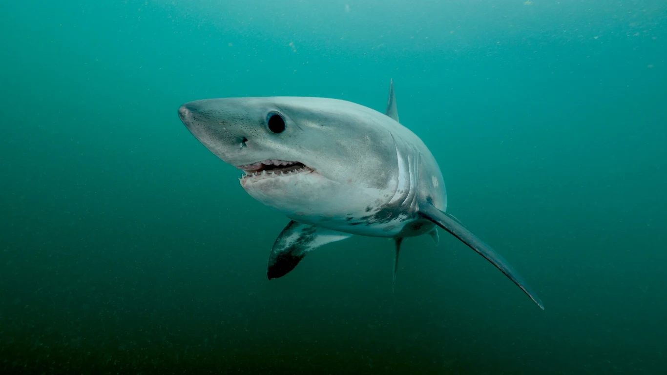 Rekiny mają bardzo czuły zmysł węchu