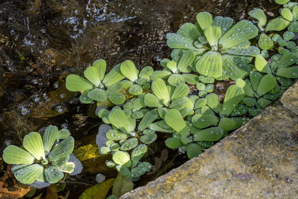 Pistia rozetkowa zwana jest również sałatą wodną