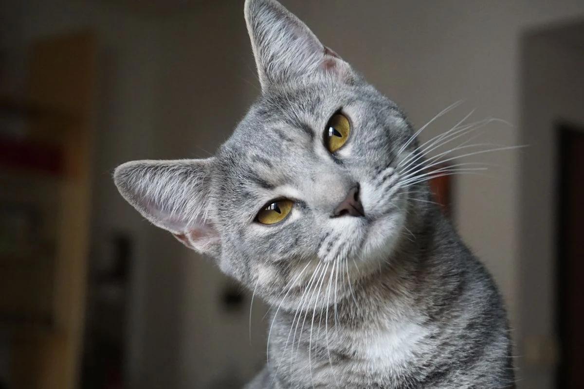 Jak obliczyć wiek kot, jeśli nie wiemy, kiedy się urodził? Jak obliczyć wiek kot, jeśli nie wiemy, kiedy się urodził?