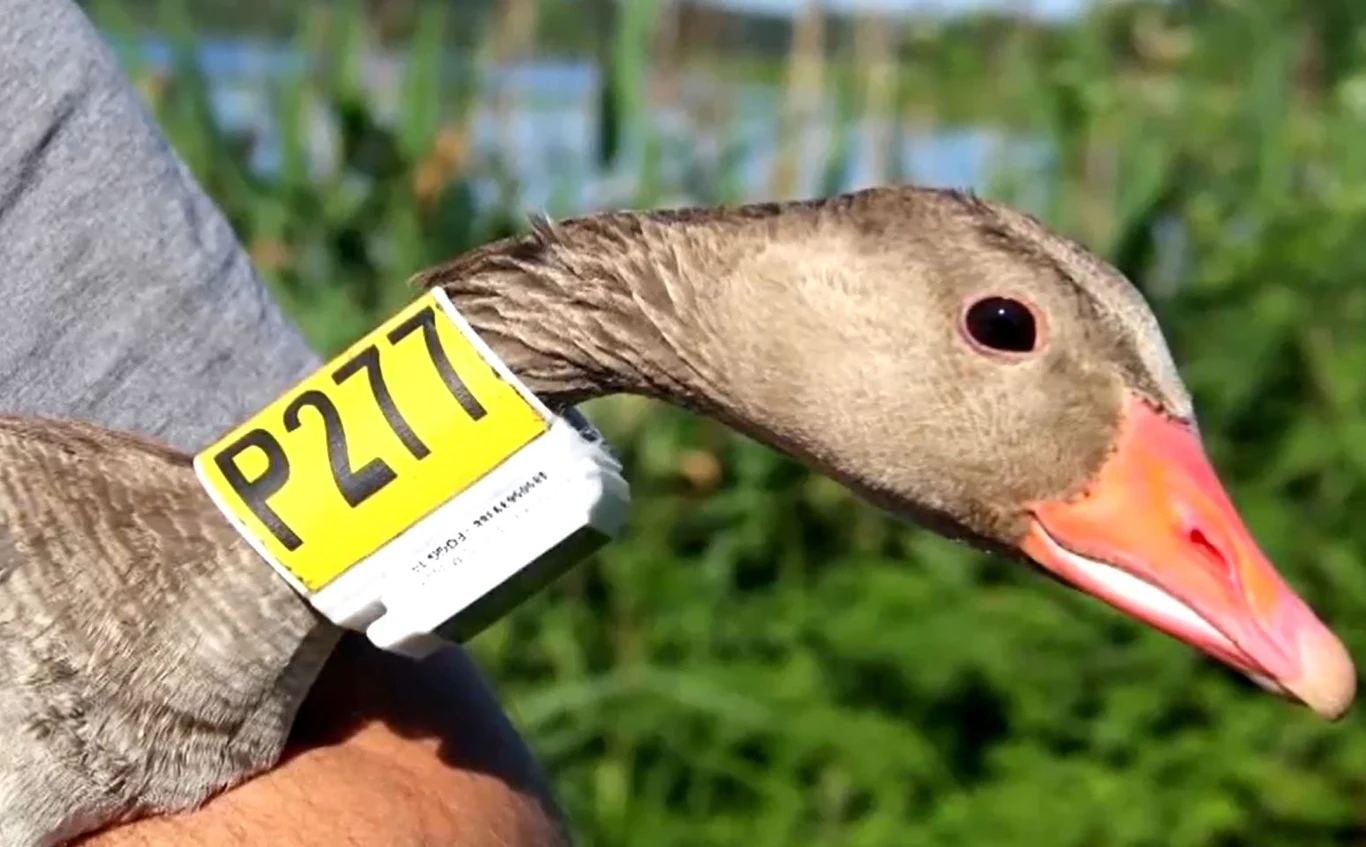 Niektóre nadajniki założone ptakom dzięki ogniwom słonecznym działają nieprzerwanie już od siedmiu lat