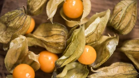 Miechunka peruwiańska to skarbnica witamin