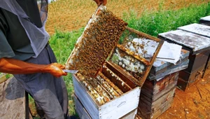 Pszczelarze mówią, że to żart. Kupił sprzęt za 8 tys., chcą mu oddać 150 zł