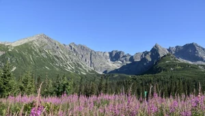 Tatrzańskie hale całe na różowo. Kiedyś w sierpniu, teraz to symbol końca lipca