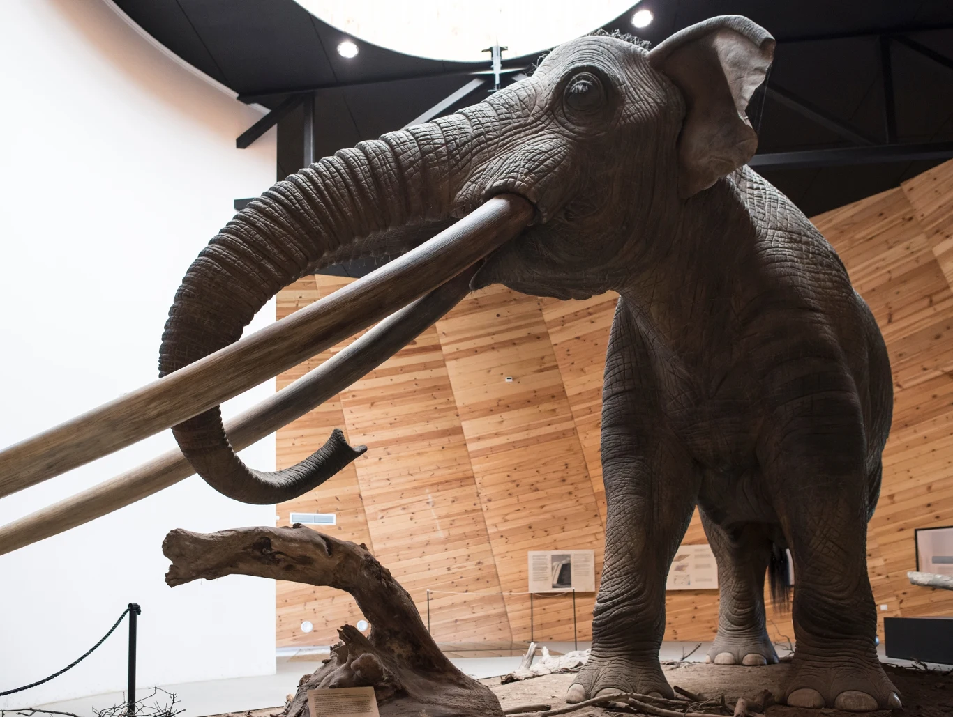Rekonstrukcja mastodonta