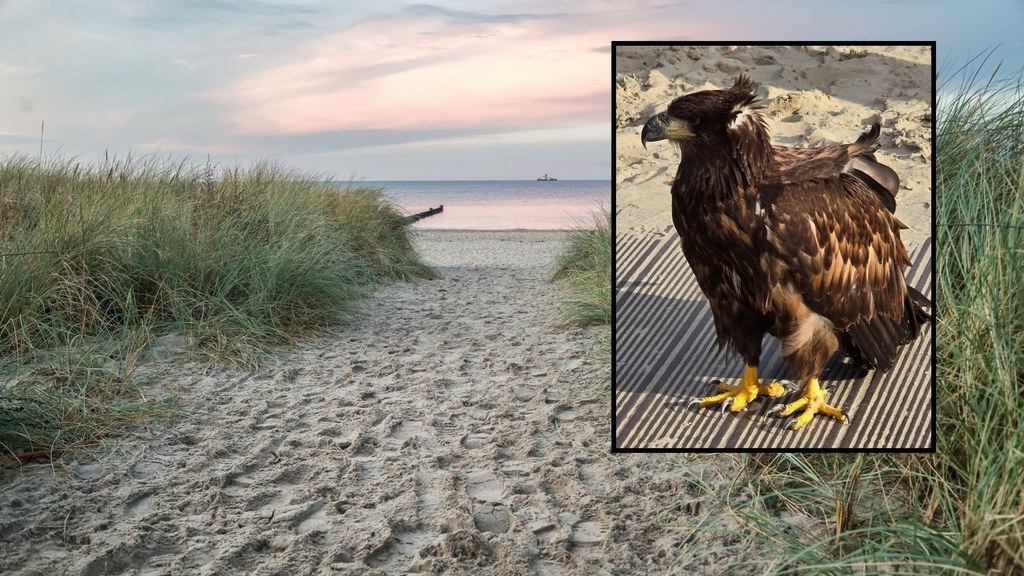 Drapieżnik usiadł na plaży i nie chciał odlecieć