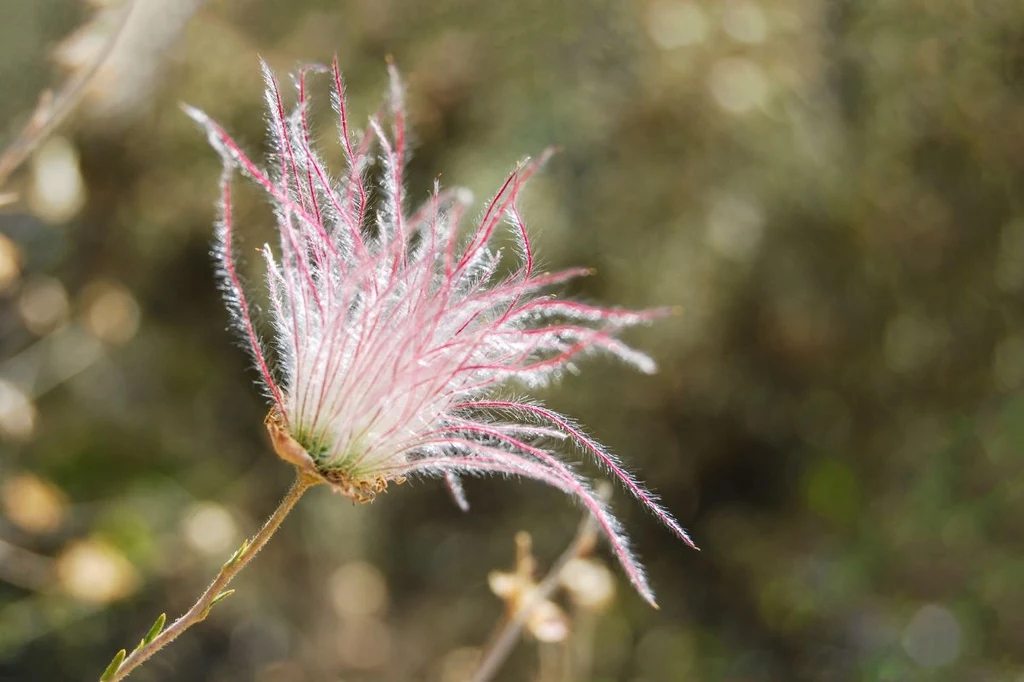 Kuklik trójkwiatowy, nazywany też dymem preriowym (Geum triflorum) 