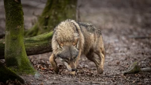 Wilk szukający śladu zapachowego