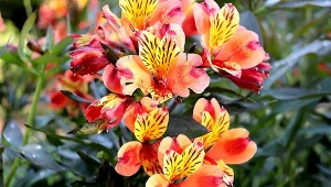 Twoje frezje będą najpiękniejsze w okolicy. Wystarczy, że będziesz pamiętać o tych zasadach