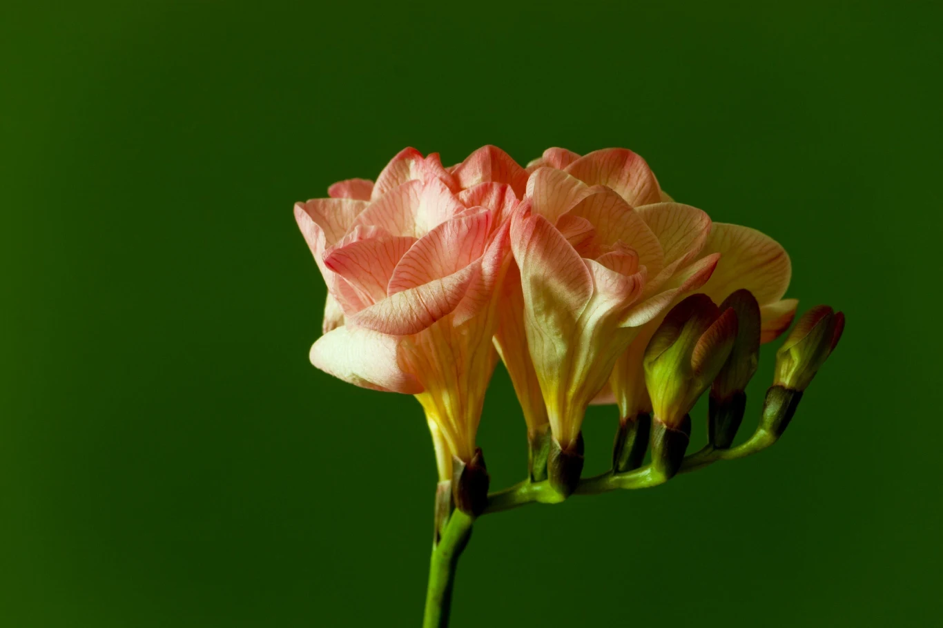 Frezje wymagają odpowiedniego nawożenia oraz podlewania