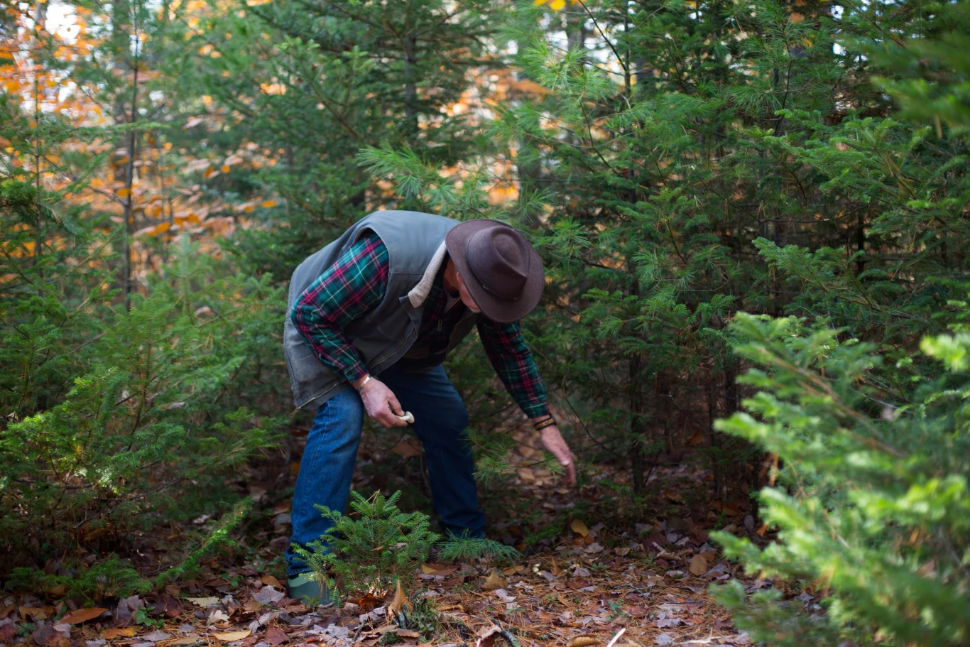Fala zatruć grzybami w USA Fala zatruć grzybami w USA