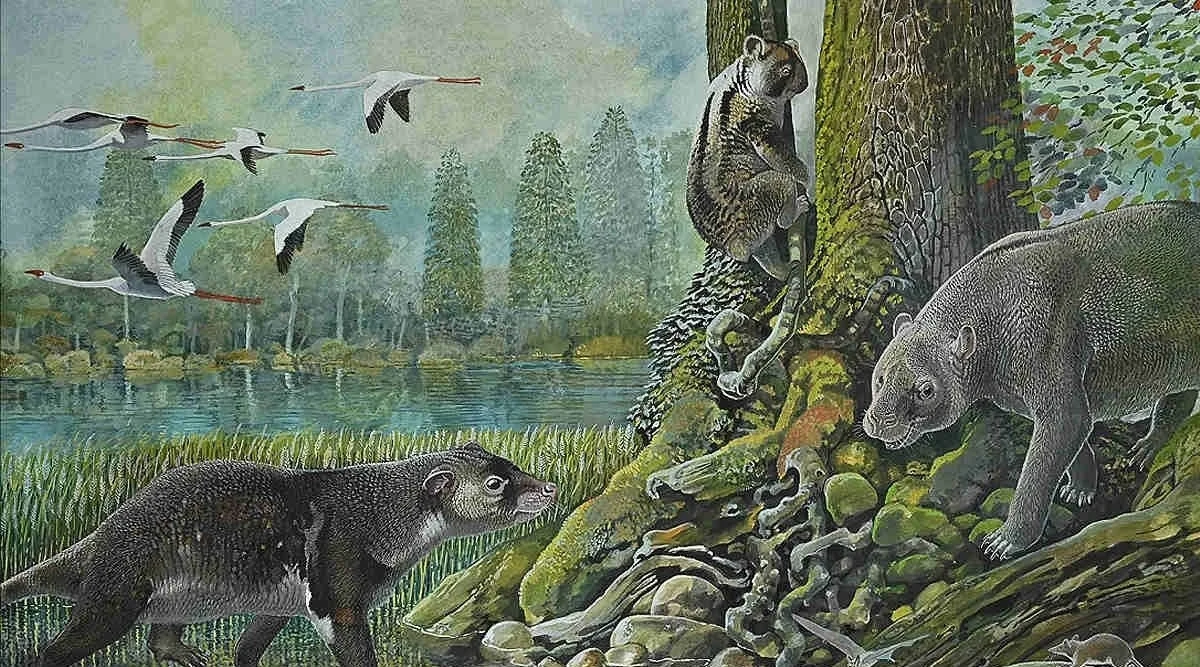 Lumakoala - jeden z przodków koali