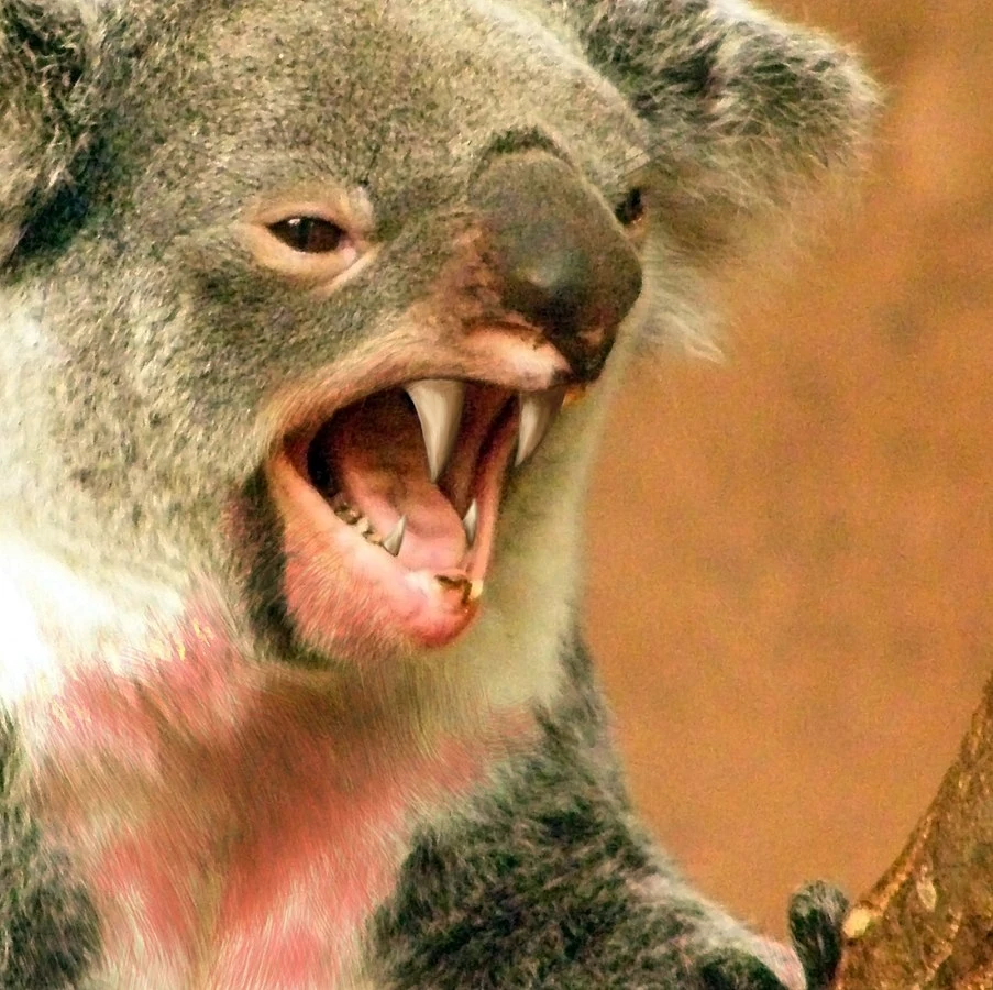 "Drop Bear" czyli krwiożerczy koala - jeden z australijskich mitów
