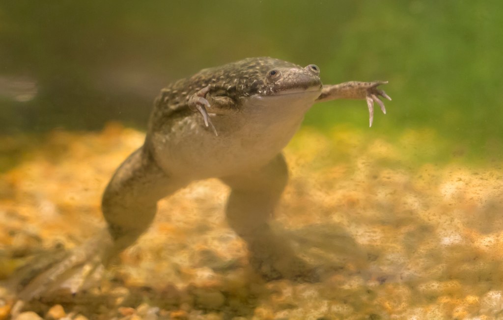 Żaba platana szponiasta (Xenopus laevis) uznawana będą za inwazyjny gatunek obcy. Żaba pochodzi z Afryki i bywa hodowana w celach hobbystycznych w domach