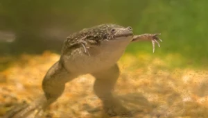 Żaba platana szponiasta (Xenopus laevis) uznawana będą za inwazyjny gatunek obcy. Żaba pochodzi z Afryki i bywa hodowana w celach hobbystycznych w domach