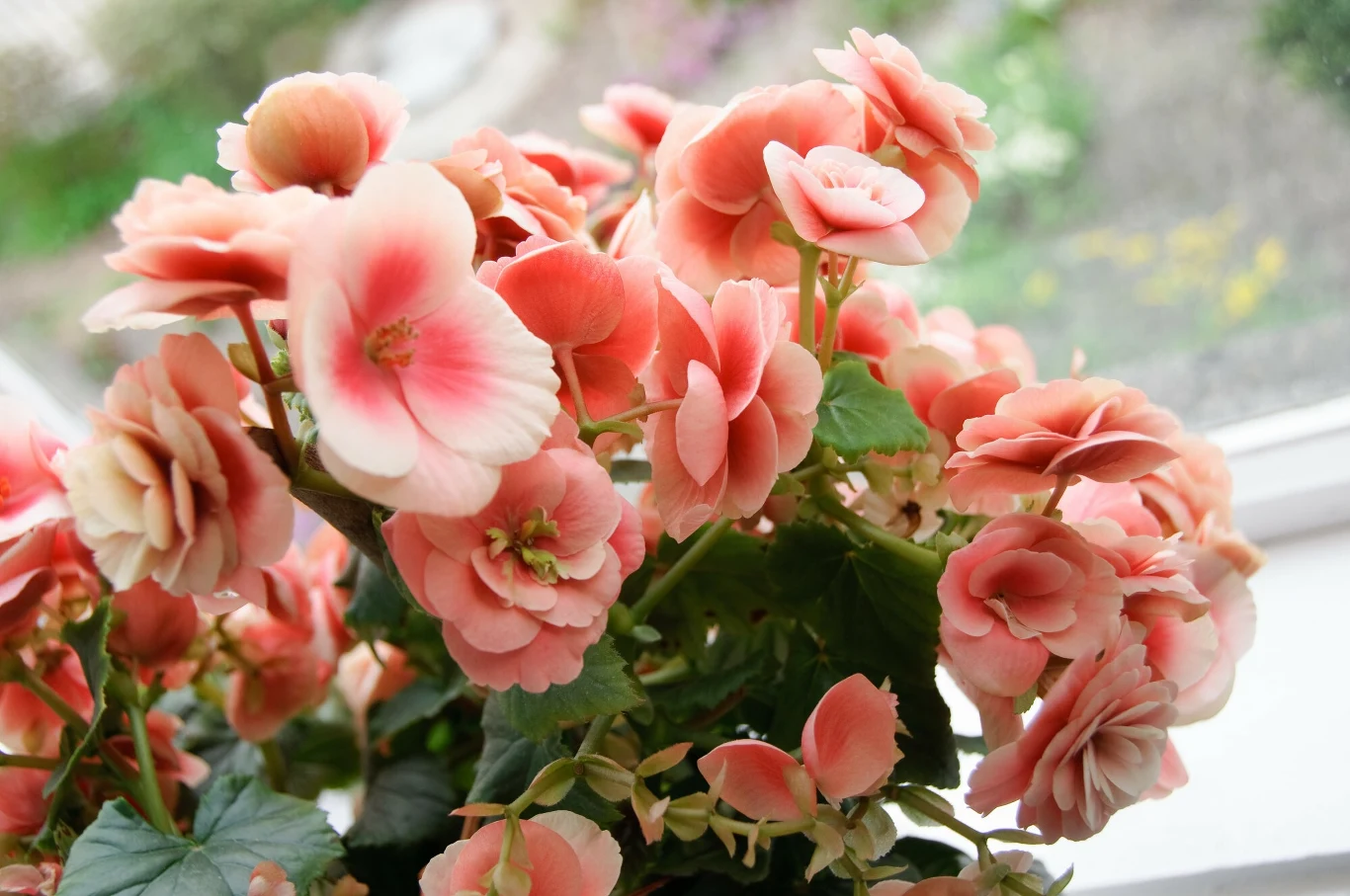 Begonie to popularne rośliny ozdobne, znane z pięknych kwiatów. Dlaczego je tracą i co hamuje kwitnienie begonii? Warto dowiedzieć się, jak pobudzić je do wytwarzania kwiatów. Begonie to popularne rośliny ozdobne, znane z pięknych kwiatów. Dlaczego je tracą i co hamuje kwitnienie begonii? Warto dowiedzieć się, jak pobudzić je do wytwarzania kwiatów.