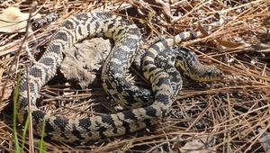 Pituophis ruthveni, czyli luizjański wąż byczy