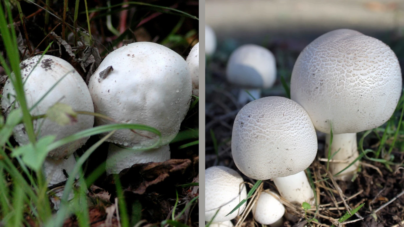 To jeden z najbardziej trujących grzybów w polskich lasach. Łatwo go pomylić z pieczarką To jeden z najbardziej trujących grzybów w polskich lasach. Łatwo go pomylić z pieczarką