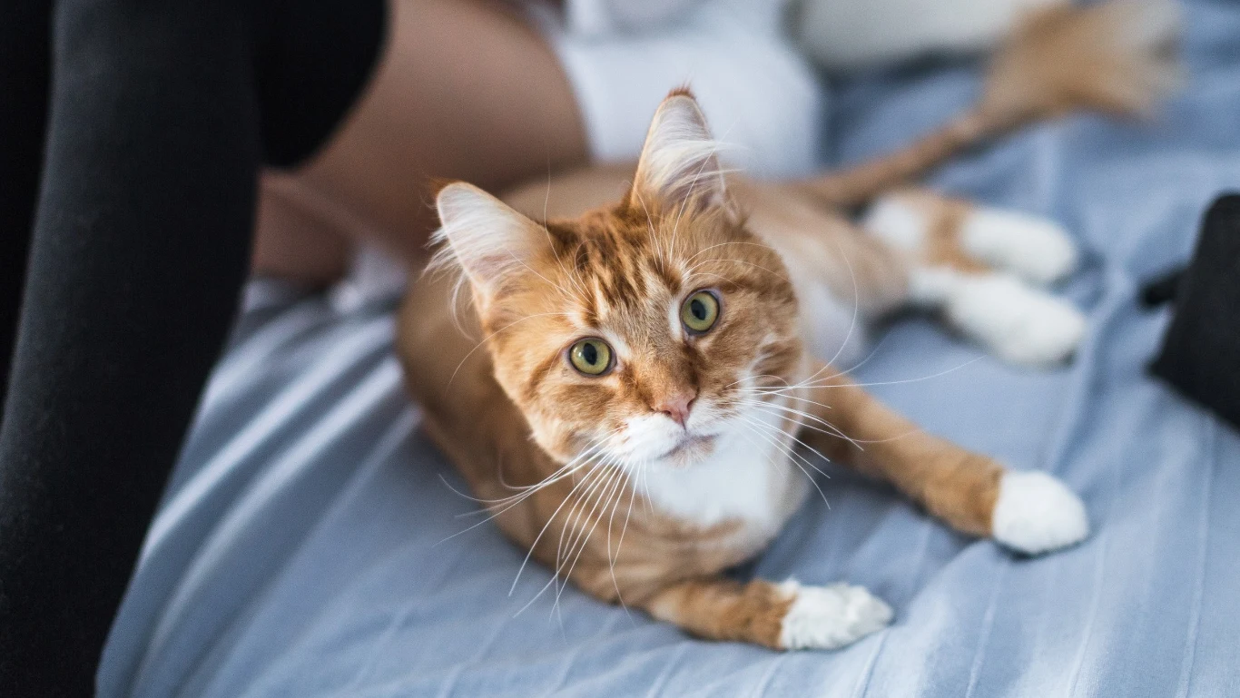 Szacuje się, że aż 25 proc. wszystkich kotów cierpi na osteartrozę - chorobę zwyrodnieniową stawów. Zwierzęta odczuwają ciągły ból