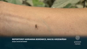 Jak pozbyć się komarów? Z pomocą może przyjść natura