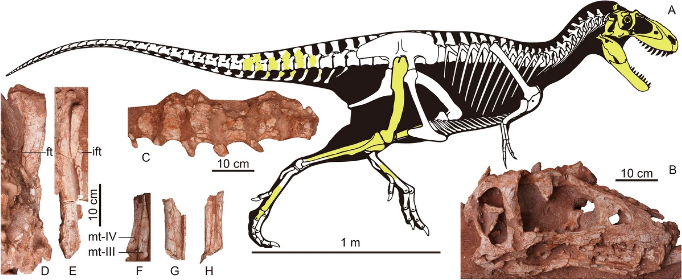 Asiatyrannus - tyranozaur z Chin