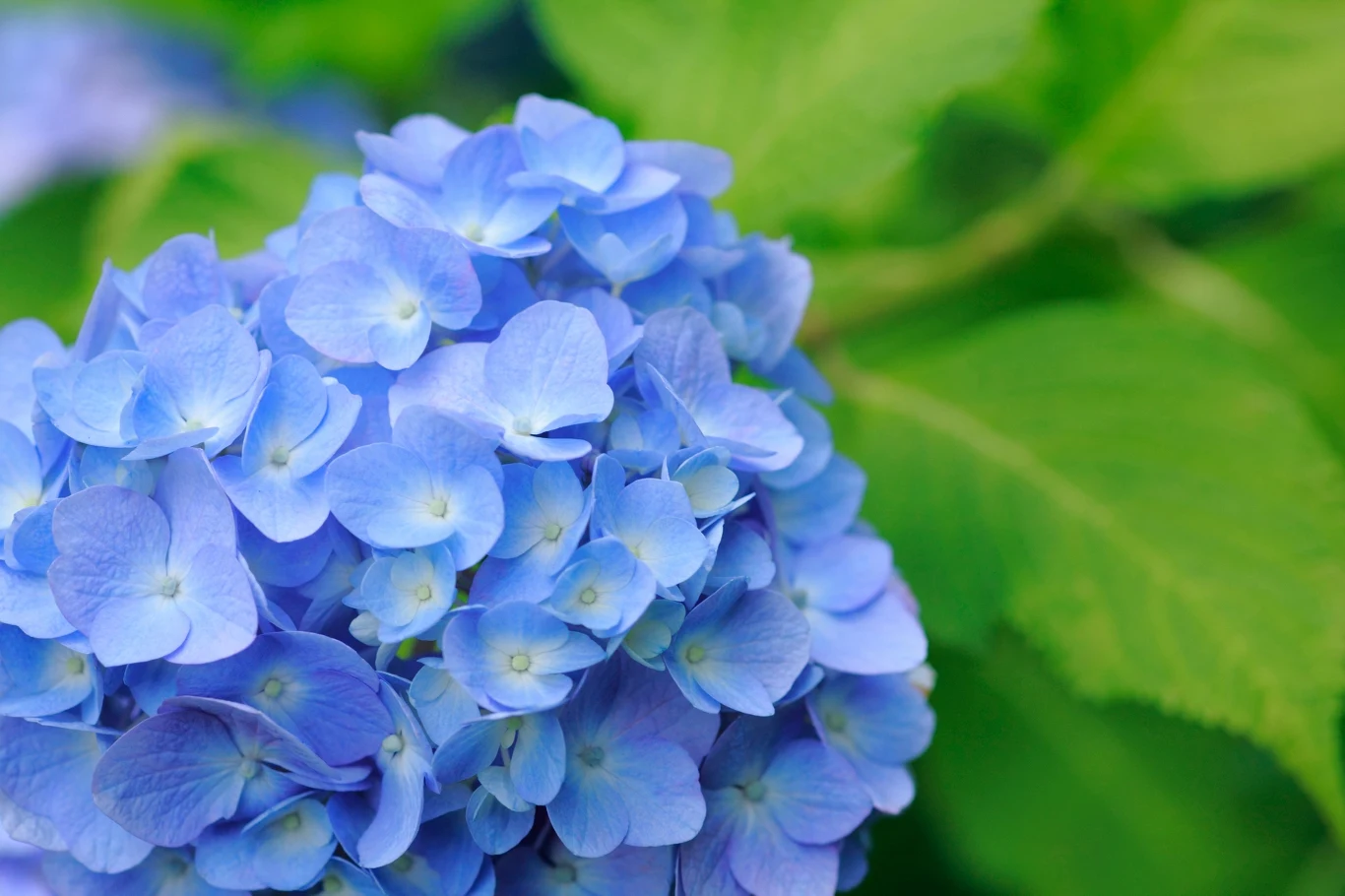 Obok hortensji bukietowych można sadzić hortensje ogrodowe. 