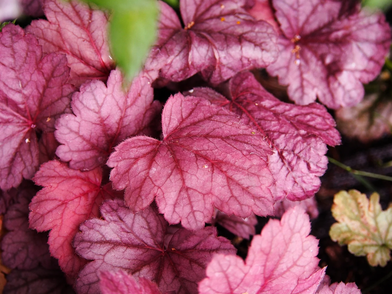 Hortensja bukietowa wygląda wspaniale w połączeniu z żurawką. 