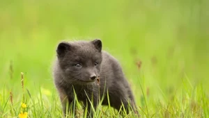 Ostrzegają przed kupowaniem lisów w sieci. "To jakby mieć w domu rysia"